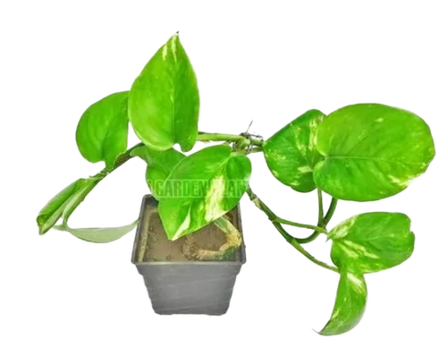 Good Luck Money Plant - Color: Green