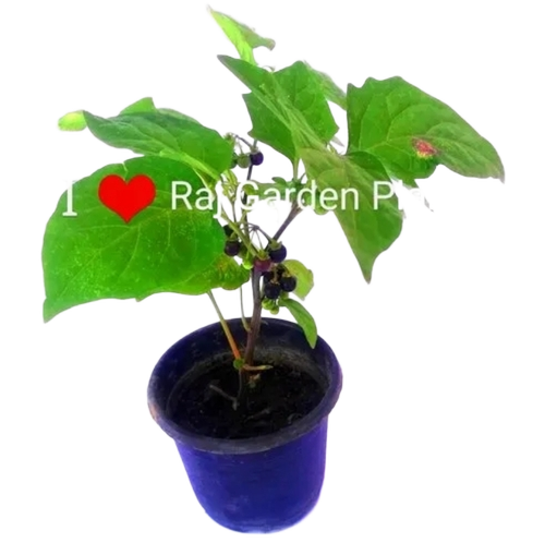 Makoi Plant, Solanum Nigrum, Black Nightshade Indoor Plant - Color: Green
