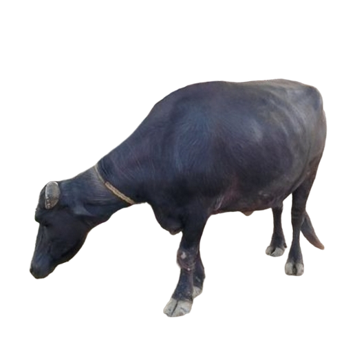 Desi Buffalo By Sahiwal Dairy Farm