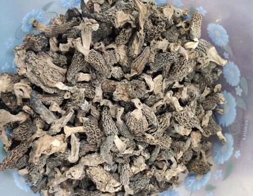 Kashmiri Wild Morels Mushroom - Grade: Food