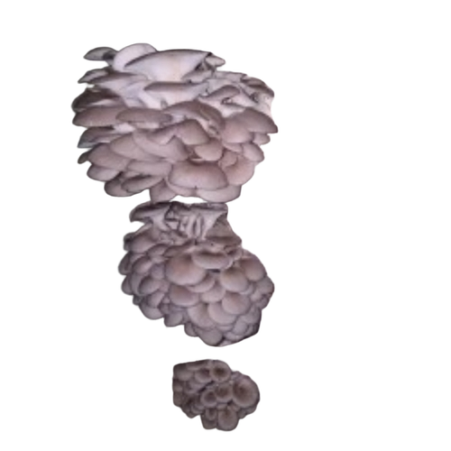 Mushroom Spawn - Color: White