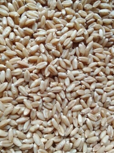 Golden 50kg Wheat Grains