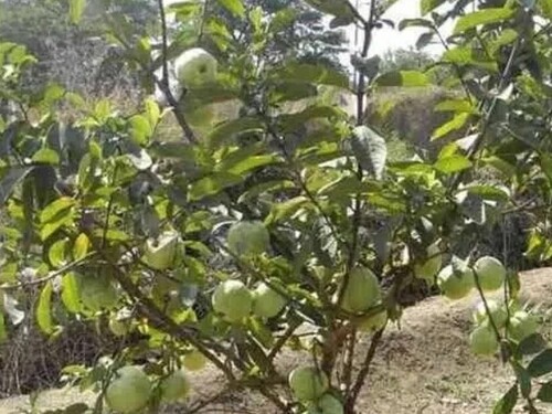 Guava Plants
