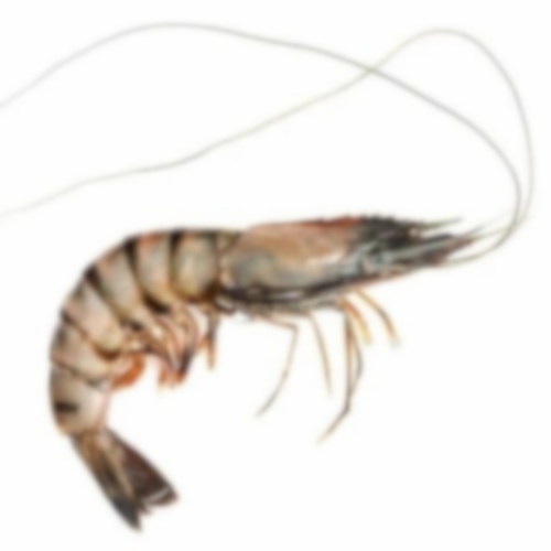 Tiger Prawn - Additives: None