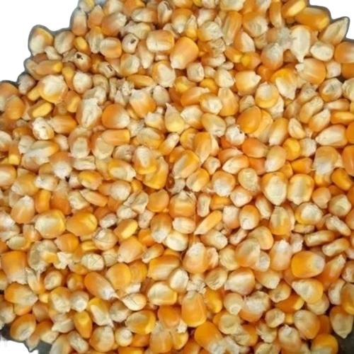 Yellow Maize