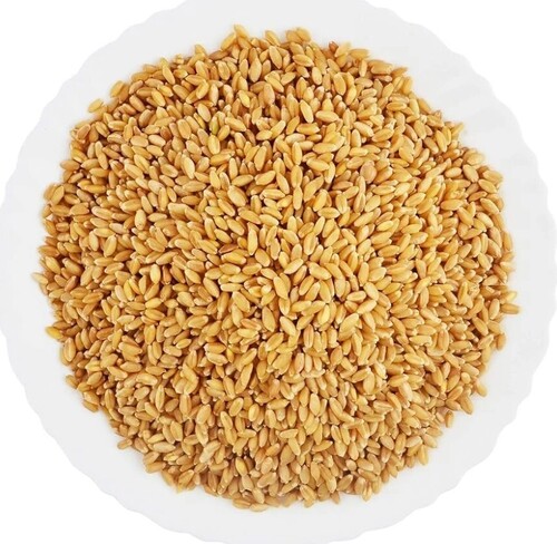 Wheat Food Grains