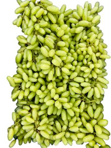 Fresh Grapes