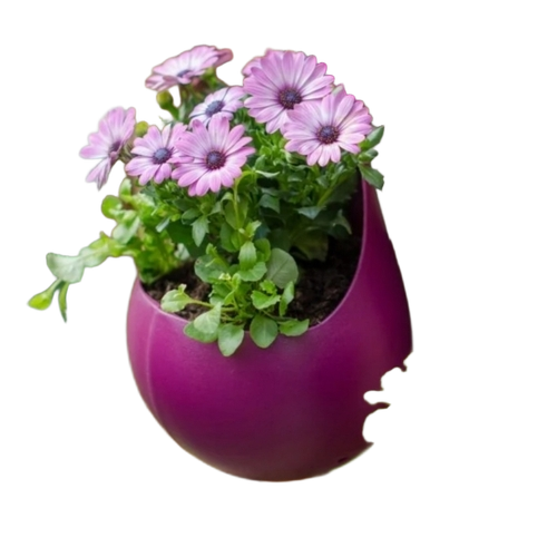 Hanging Flower