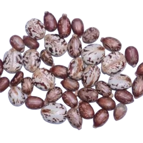 Organic Castor Seeds - Color: Brown
