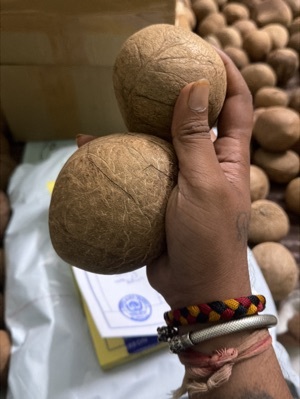 Dry Coconut Copra
