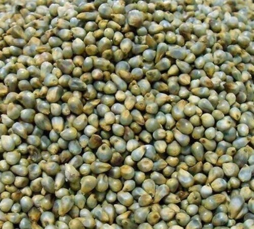 Hybrid Bajra Seeds