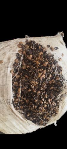 Cashew Nut Shell For Oil Extraction