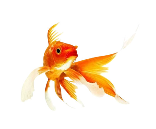 Comet Goldfish