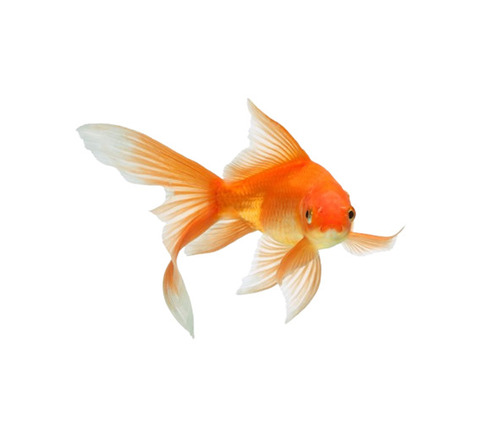 Fantail Goldfish By Fish Spot