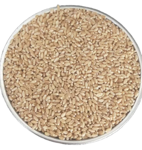 Indian Gold Whole Wheat Grain - Color: Golden Brown