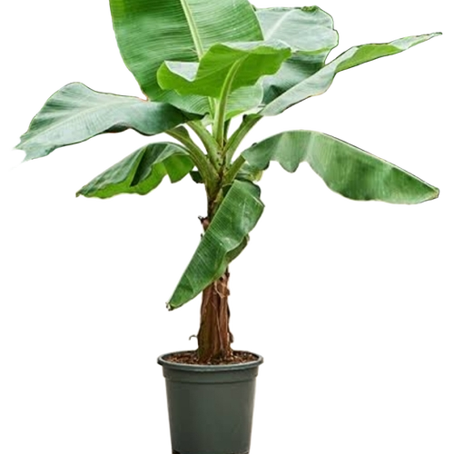 Banana Tree Plant