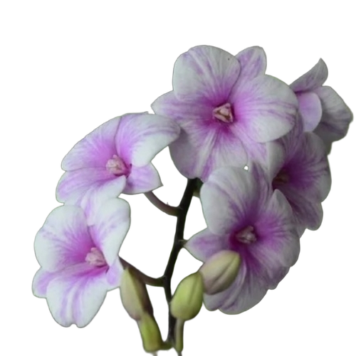 Dendrobium Hardened Plants