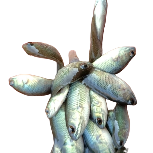 Katla Fish Seeds