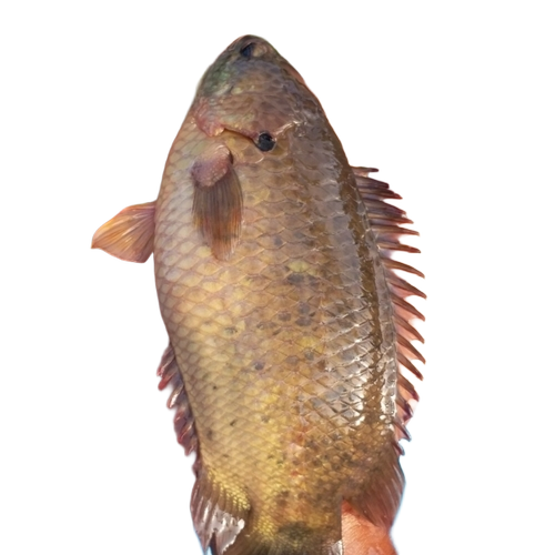 Koi Live Fish
