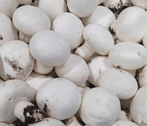 Spawn Button Mushroom