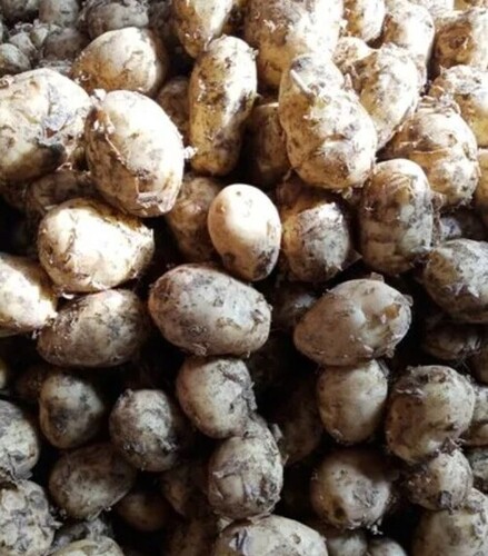 Organic Fresh Potato