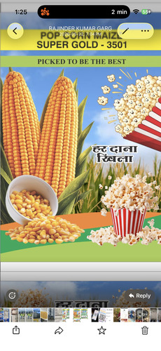Popcorn seed