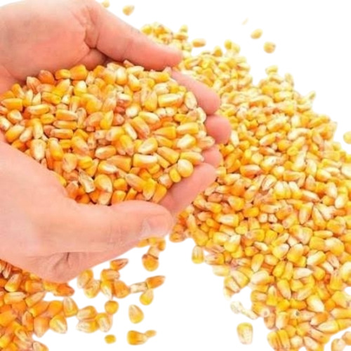 Organic Pure Dried Maize