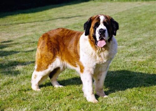 Saint Bernard Dog