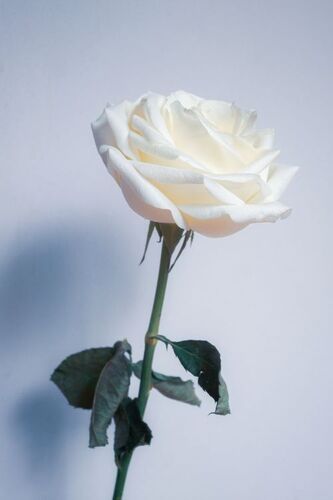 Fresh White Rose