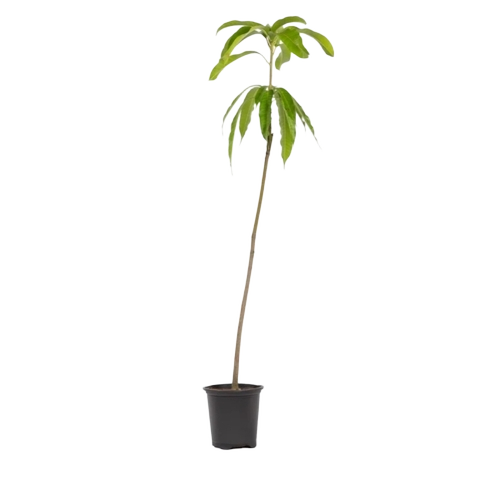 Guava Plant