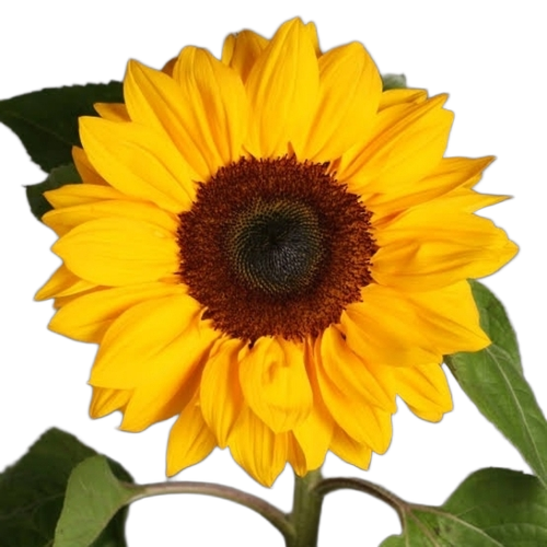 Yellow Sunflower