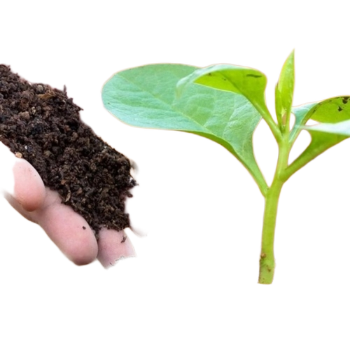 Bio Fertilizer By Sri Raghavendra Agencies