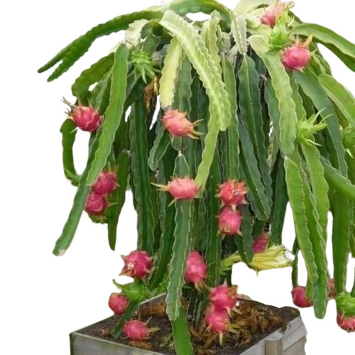 Dragon Fruit Plant