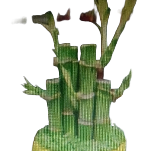 Indoor Lucky Bamboo Plant - Color: Green