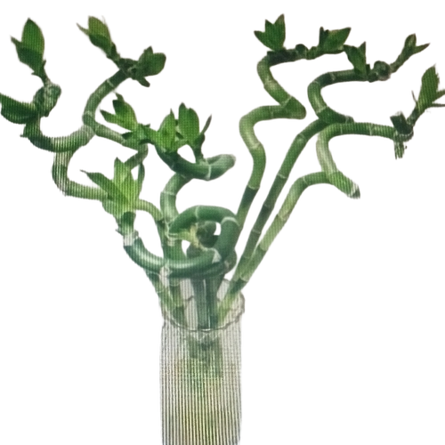 Lucky Bamboo Plant - Color: Green