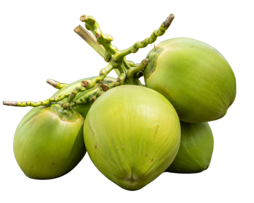 Fresh Tender Coconut - Color: Green