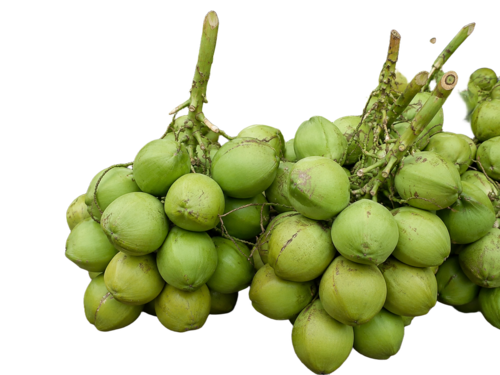 Farm Fresh Tender Coconut - Grade: A