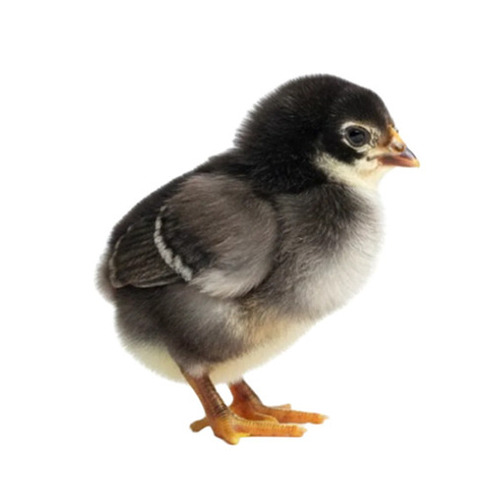 Sonali Chicks