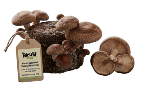 100% Organic A Grade Fresh Shiitake Mushroom - Color: Brown