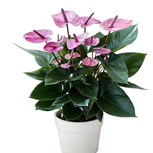 Anthurium Plant