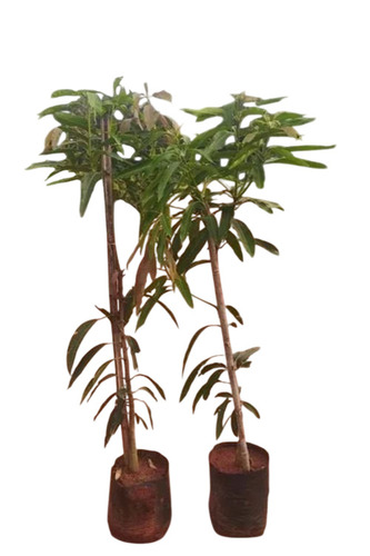 Mango Plant