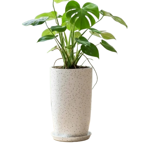 Pots