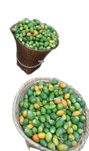 Green Moro Betel Nuts
