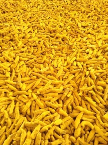 Turmeric Finger - Color: Yellow