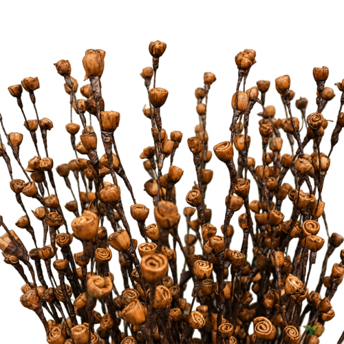 Tecksoi Brown Rose Buds Sola Wood Flower Sticks - Color: Natural