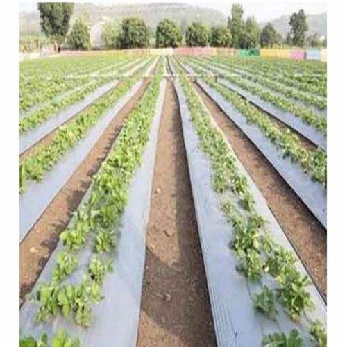 White Mulching Film