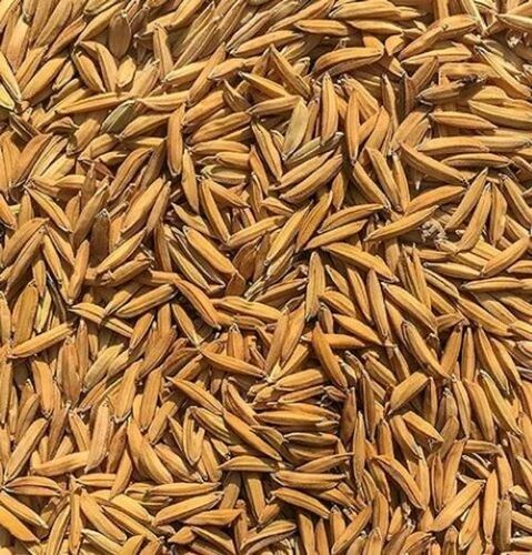 Hybrid Paddy Seeds 