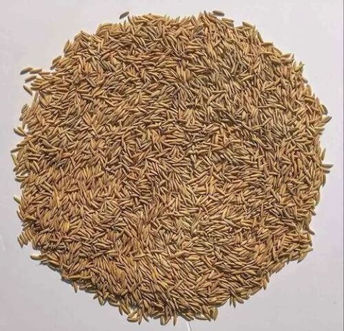 Punjab Paddy Seeds