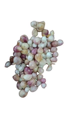 Snow White Kashmiri Mountain Garlic