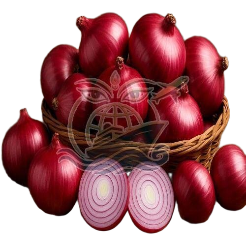Fresh Nashik Red Onion - Cultivation Type: Common